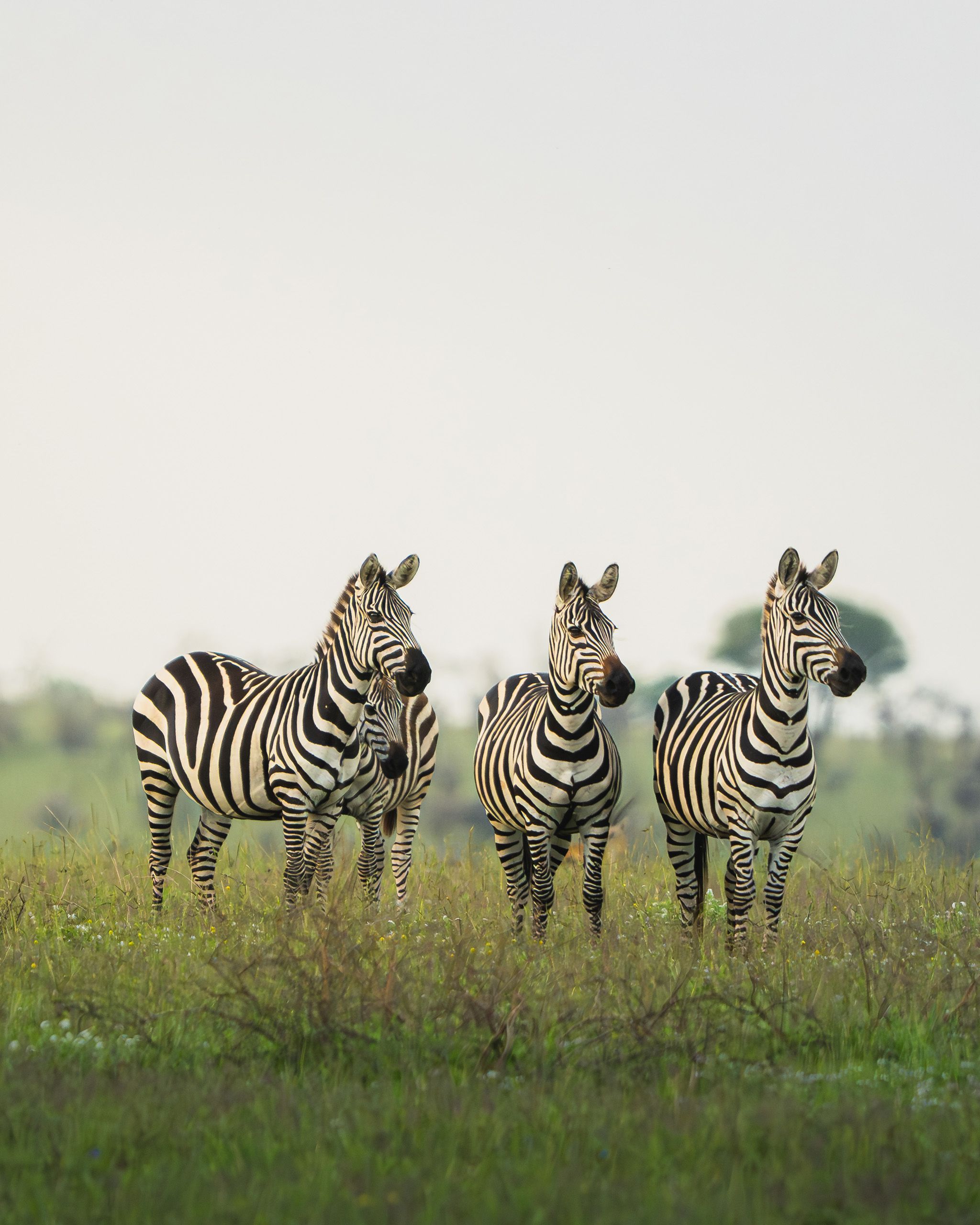 Nat Geo Tanzania 2023 Zebra 2