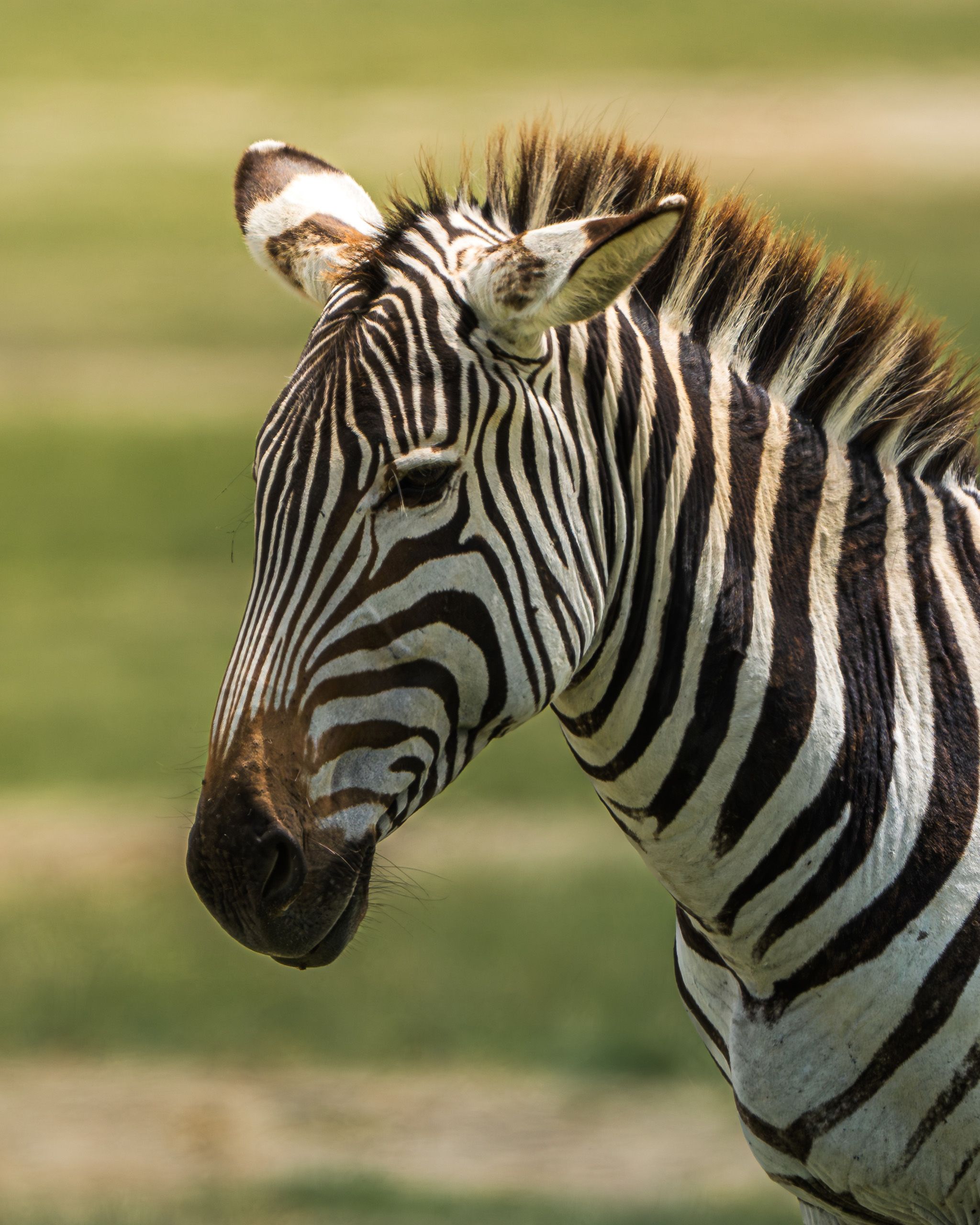 Nat Geo Tanzania 2023 Zebra