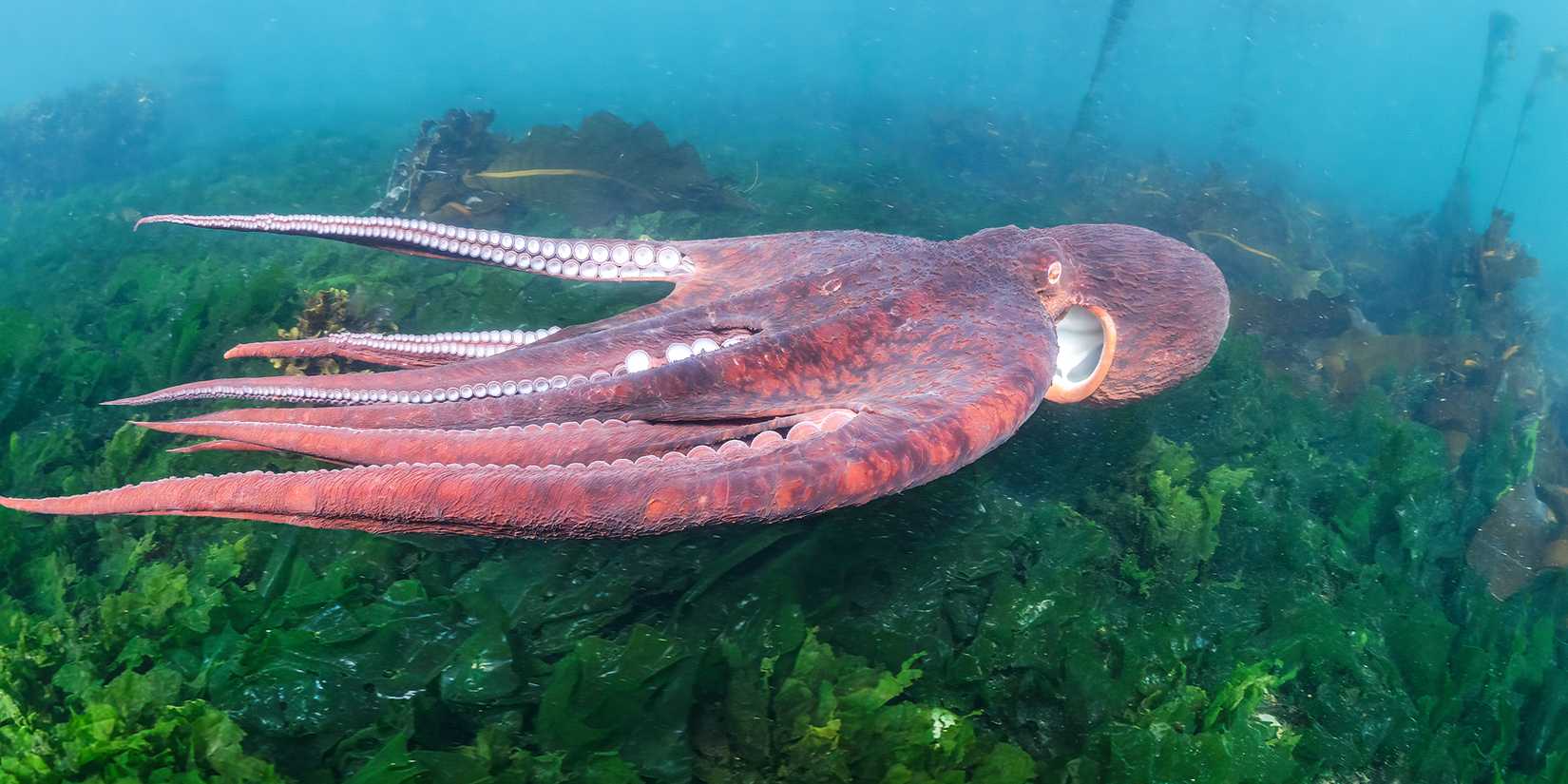 Secrets Of The Octopus Filmmakers Answer Whether Octopuses Could Rule ...
