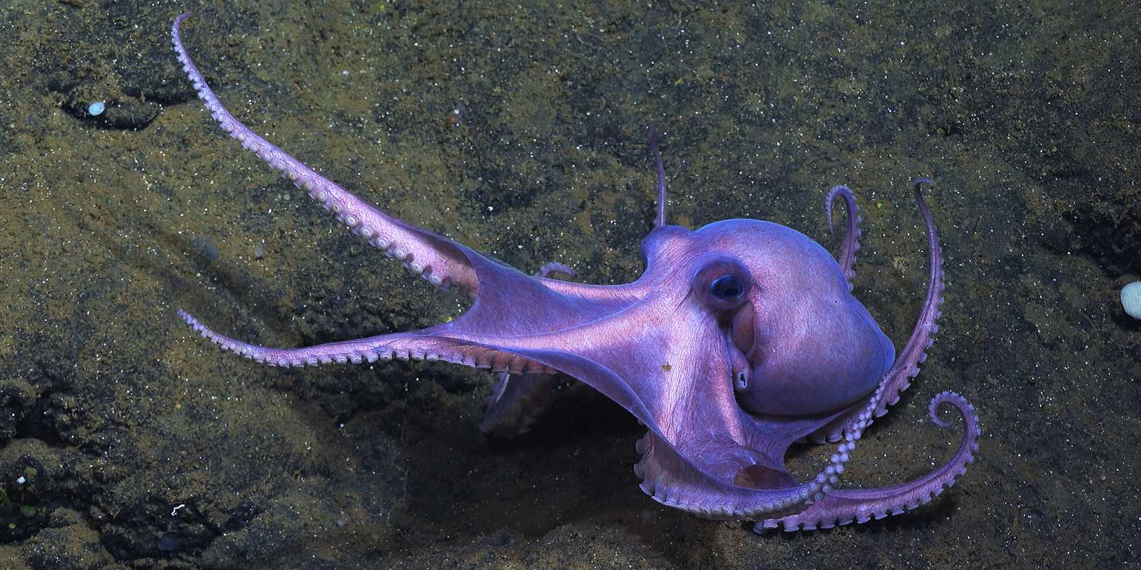 Secrets Of The Octopus Filmmakers Answer Whether Octopuses Could Rule ...
