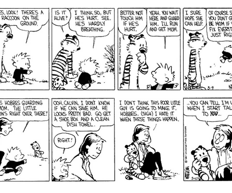 calvin and hobbes raccoon comics