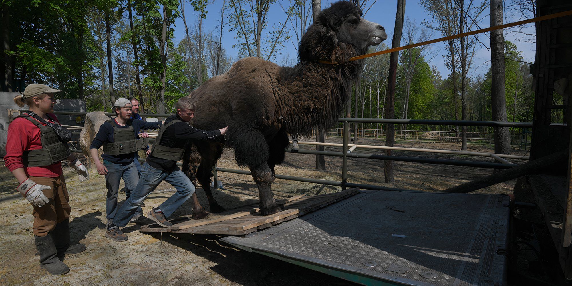 Checkpoint Zoo Documentary Poster Sets Up A 2022 Ukrainian Animal Rescue Story