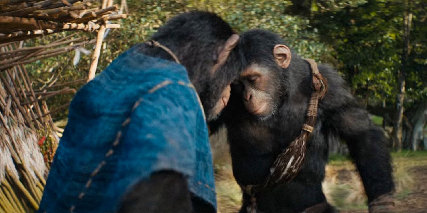 Koro and Noa touch their heads together as a greeting in Kingdom of the Planet of the Apes