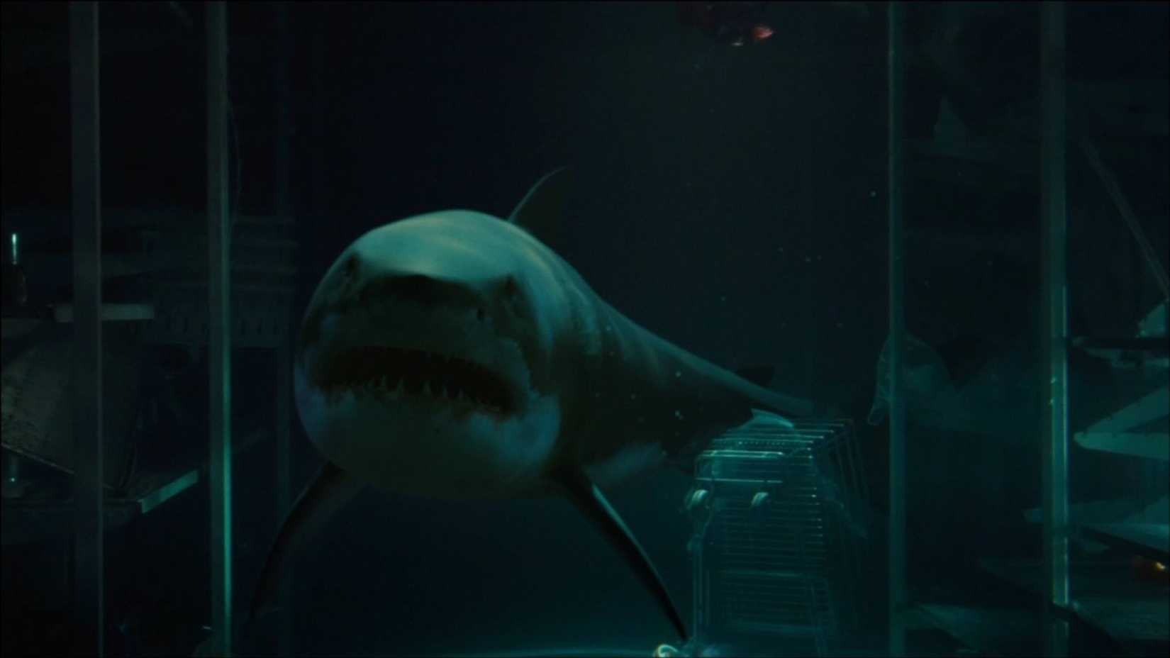 A shark swiming in a shop in Bait (2012)
