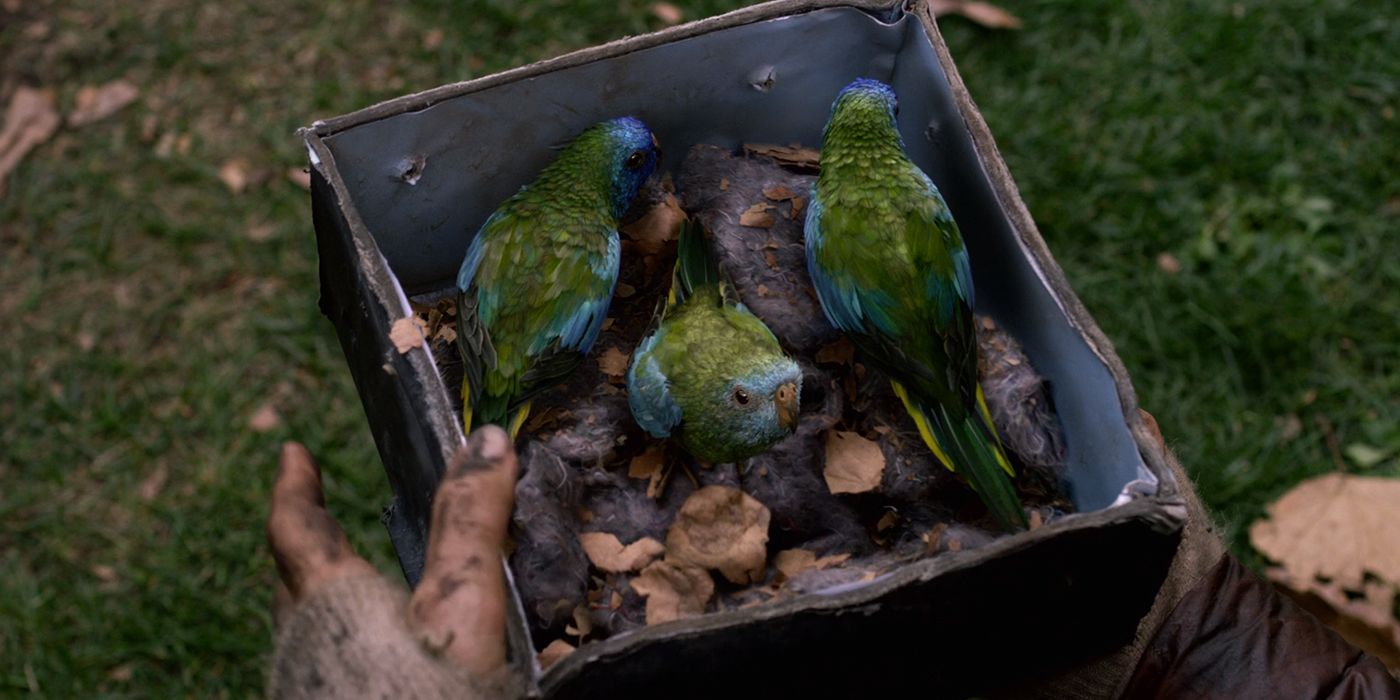 Bird Box: 20 Weird Details You Never Knew About The Creature