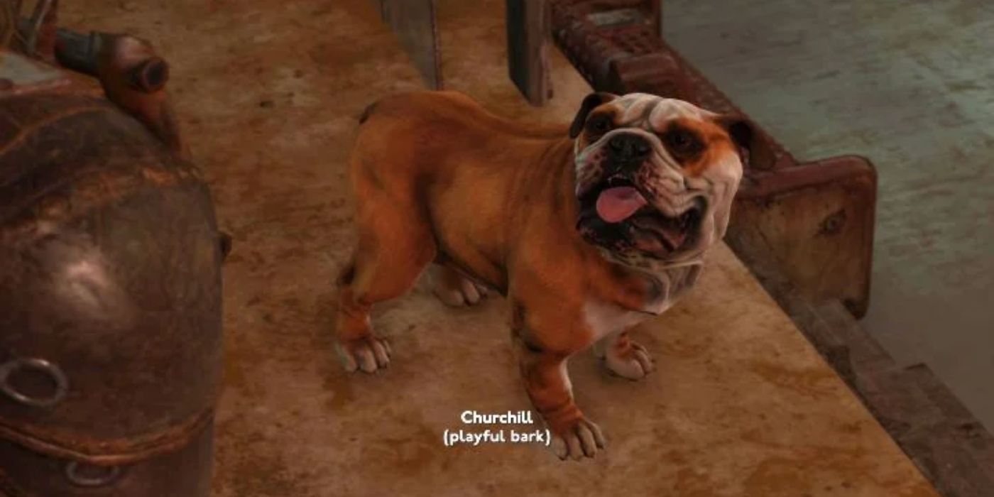 How To Adopt Churchill The Bulldog In Fallout London