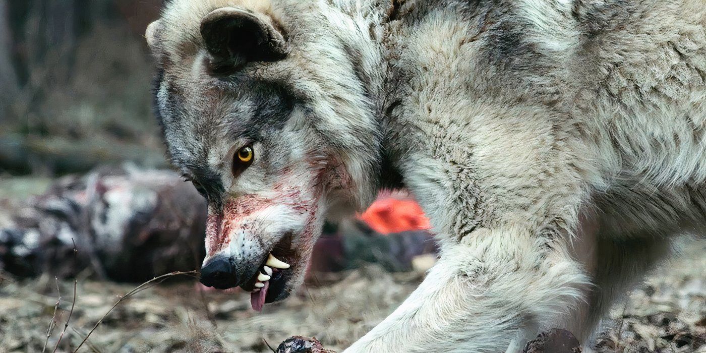 Out Come The Wolves Review: A Taut Survival Horror Flick That Takes A Bite Out Of Toxic Masculinity