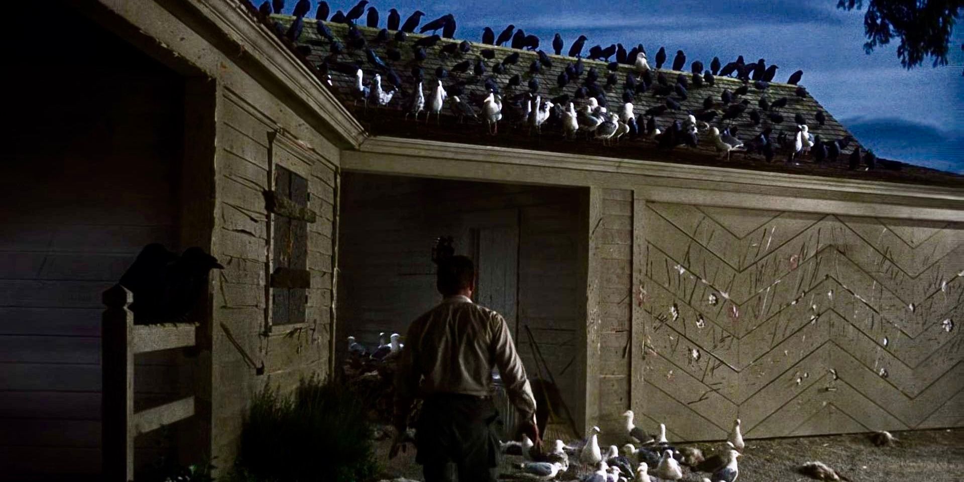 Stormo di uccelli riuniti su una casa in The Birds