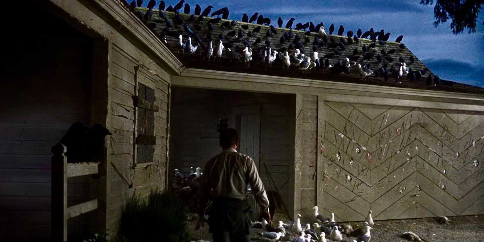 Birds gather on a house in The Birds