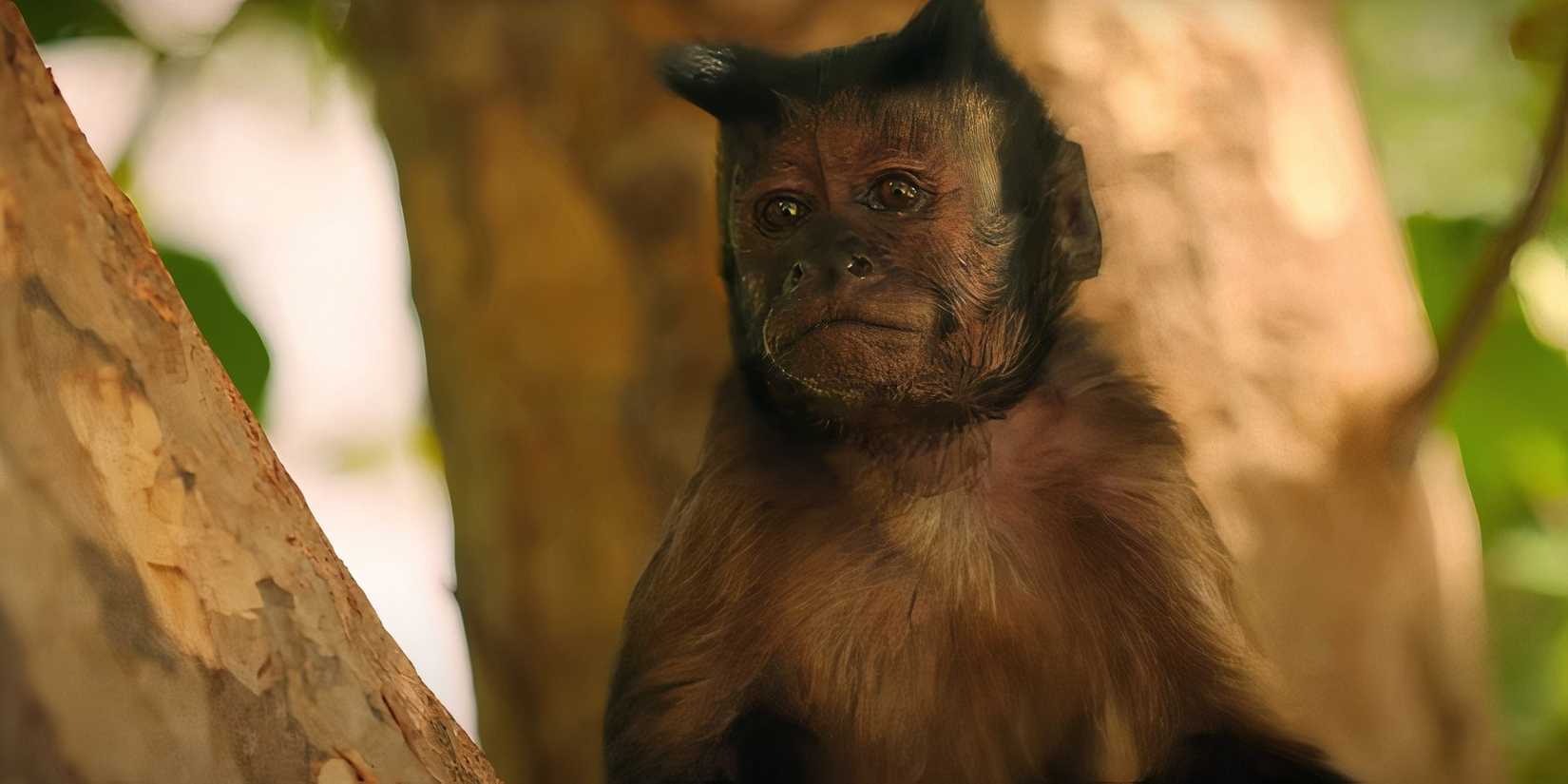 31 Monkey Bad Monkey Review: Vince Vaughn Bolsters A Complex Narrative In Apple ...