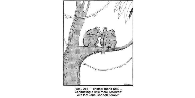 far side jane goodall comic with apes