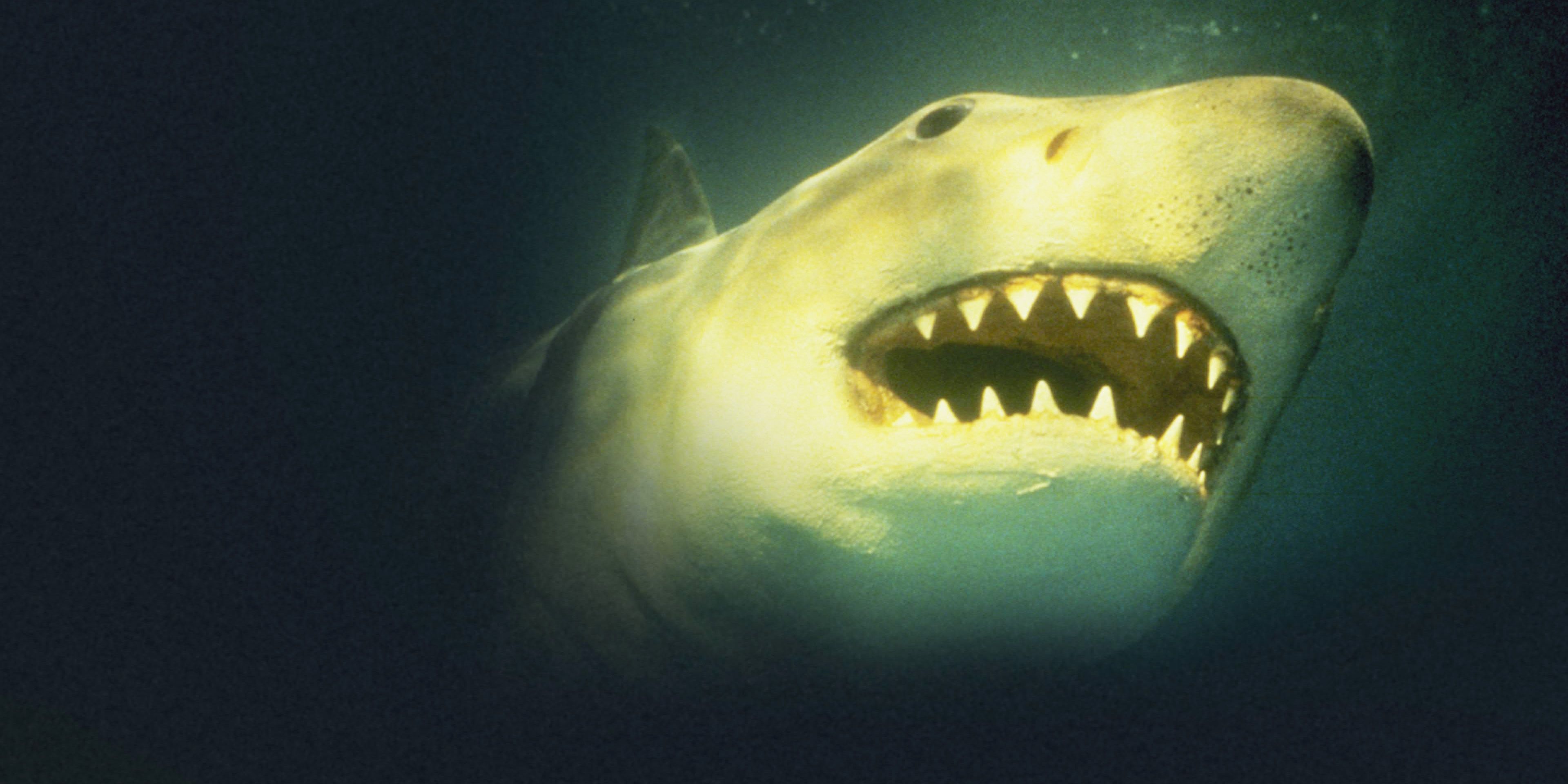 Every Jaws Movie Ranked, Worst To Best