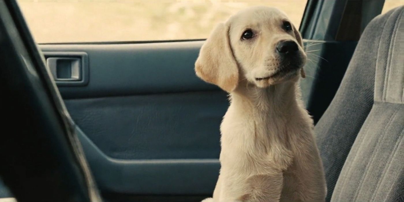 Is Marley & Me Based On A True Story? Real-Life Inspiration Explained