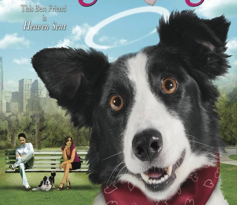 Angel Dog Summary, Trailer, Cast, Where to Watch and More