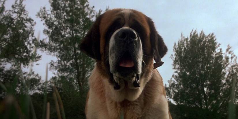Cujo the St. Bernard dog