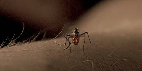 A mosquito is pictured landing on Dexter's arm.