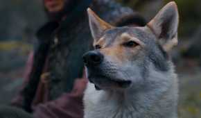 Hopper the wolf does a sniff in The Wheel of Time