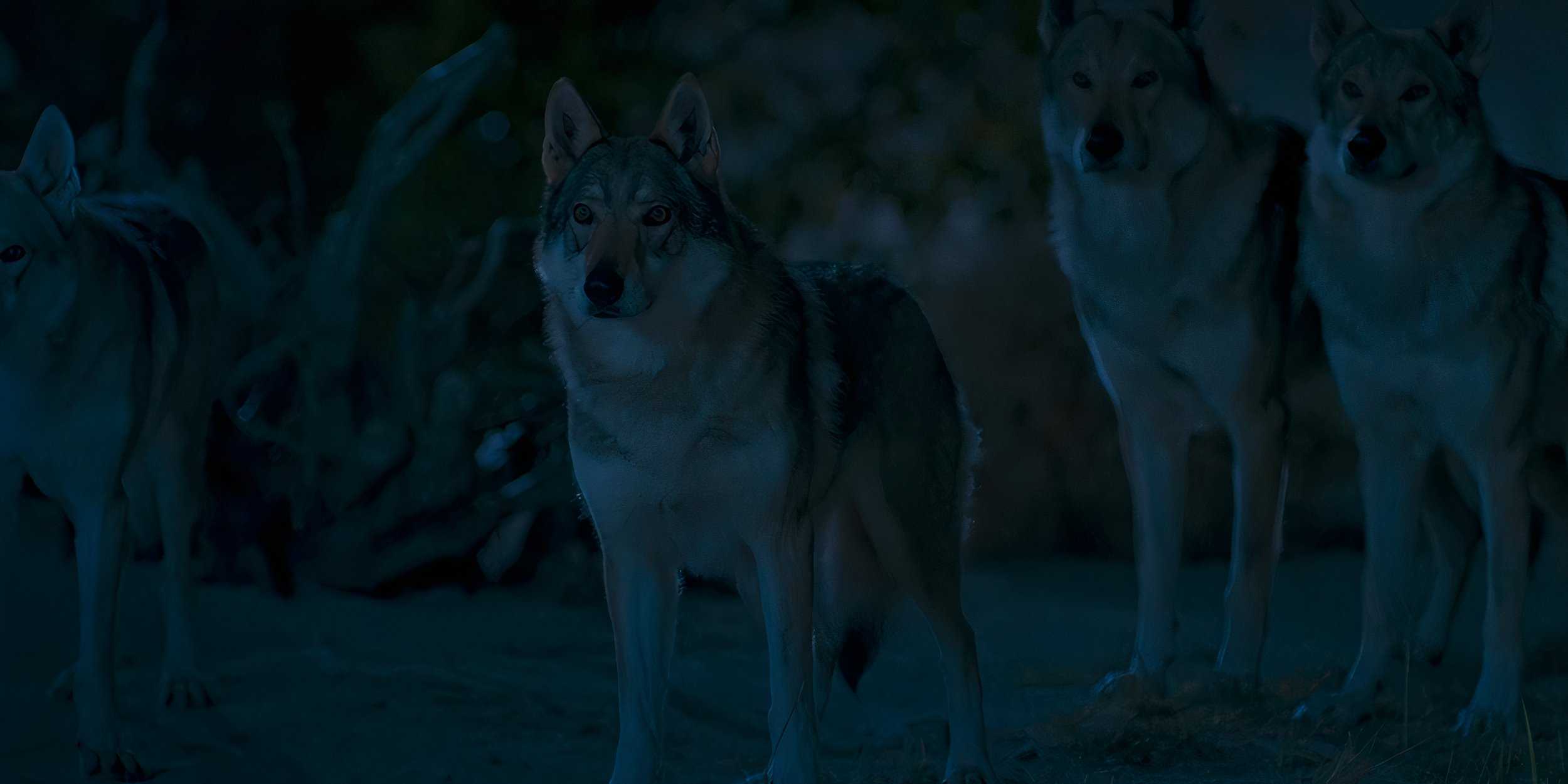 Hopper and the other wolves in The Wheel of Time