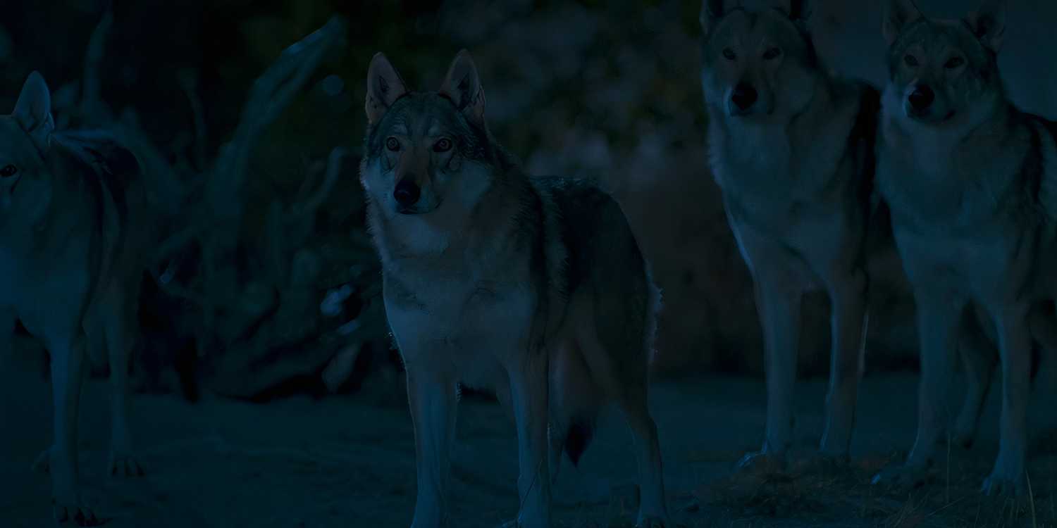 Hopper and the other wolves in The Wheel of Time