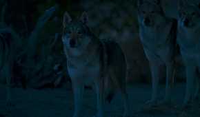 Hopper and the other wolves in The Wheel of Time