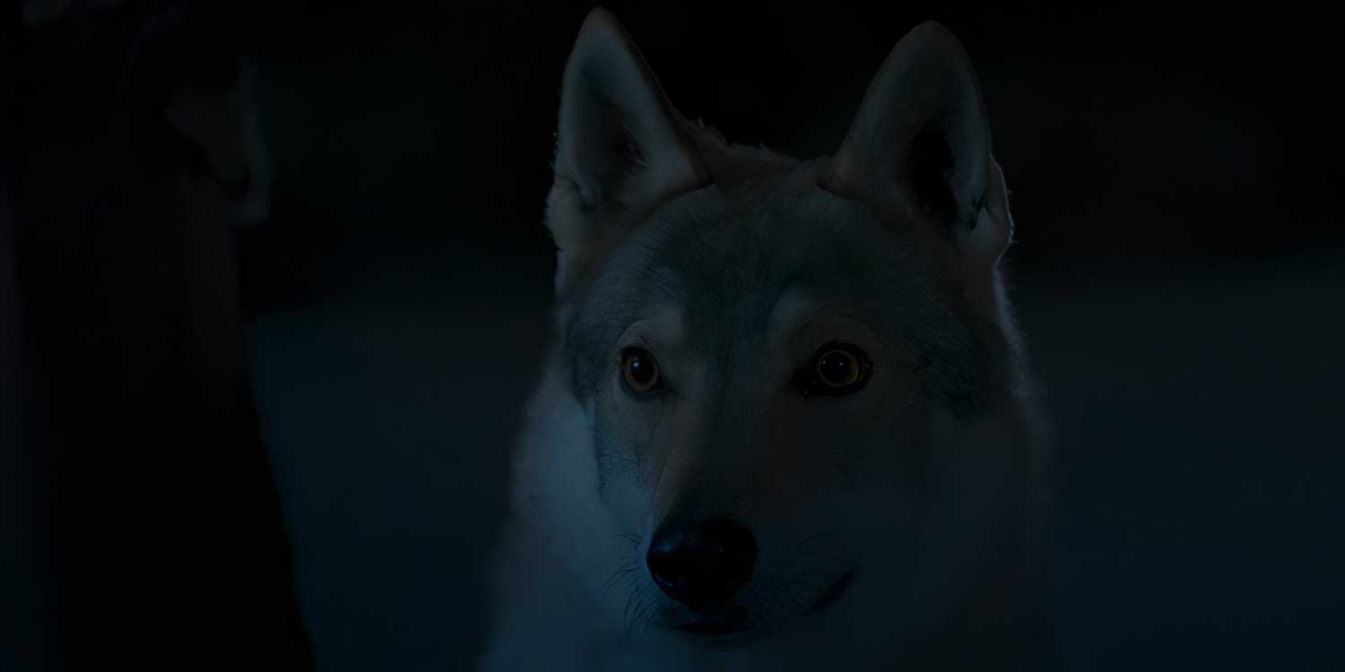 Hopper the wolf looking absurdly cute in The Wheel of Time