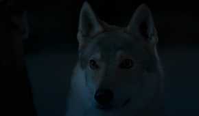 Hopper the wolf looking absurdly cute in The Wheel of Time