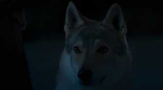 Hopper the wolf looking absurdly cute in The Wheel of Time
