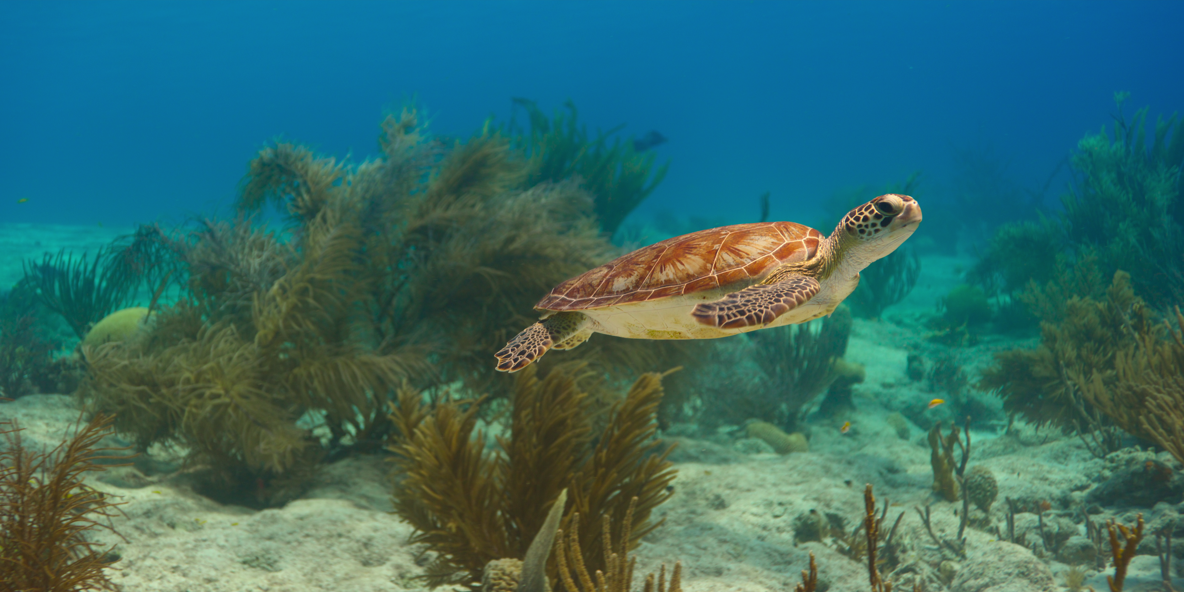 James Honeyborne y Jonathan Smith hablan sobre su nueva docuserie de Netflix, Our Oceans, que abarca todo el mundo