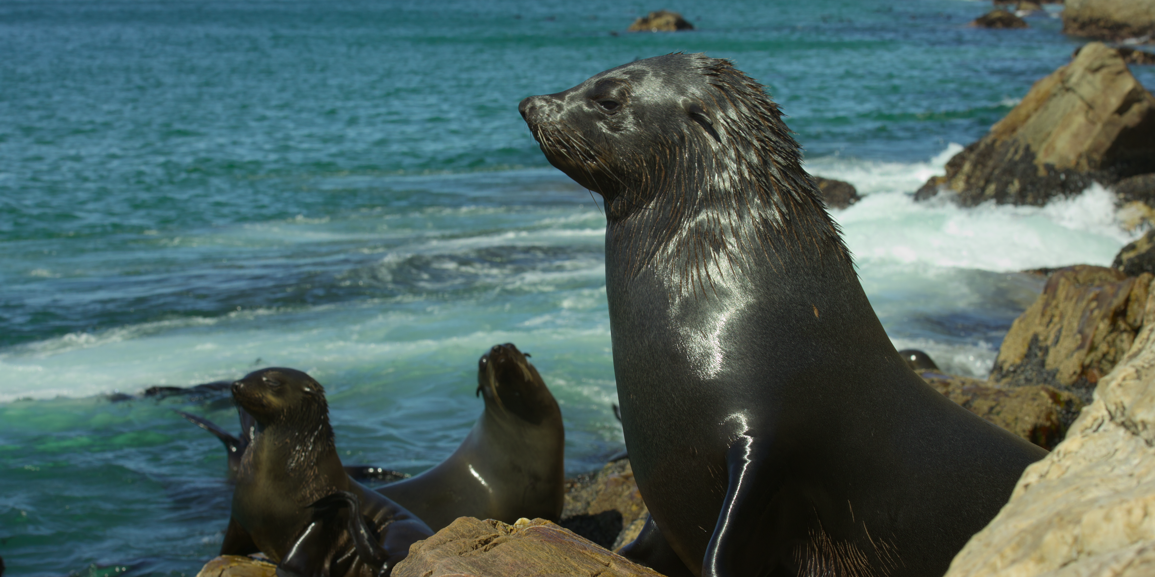 James Honeyborne y Jonathan Smith hablan sobre su nueva docuserie de Netflix, Our Oceans, que abarca todo el mundo