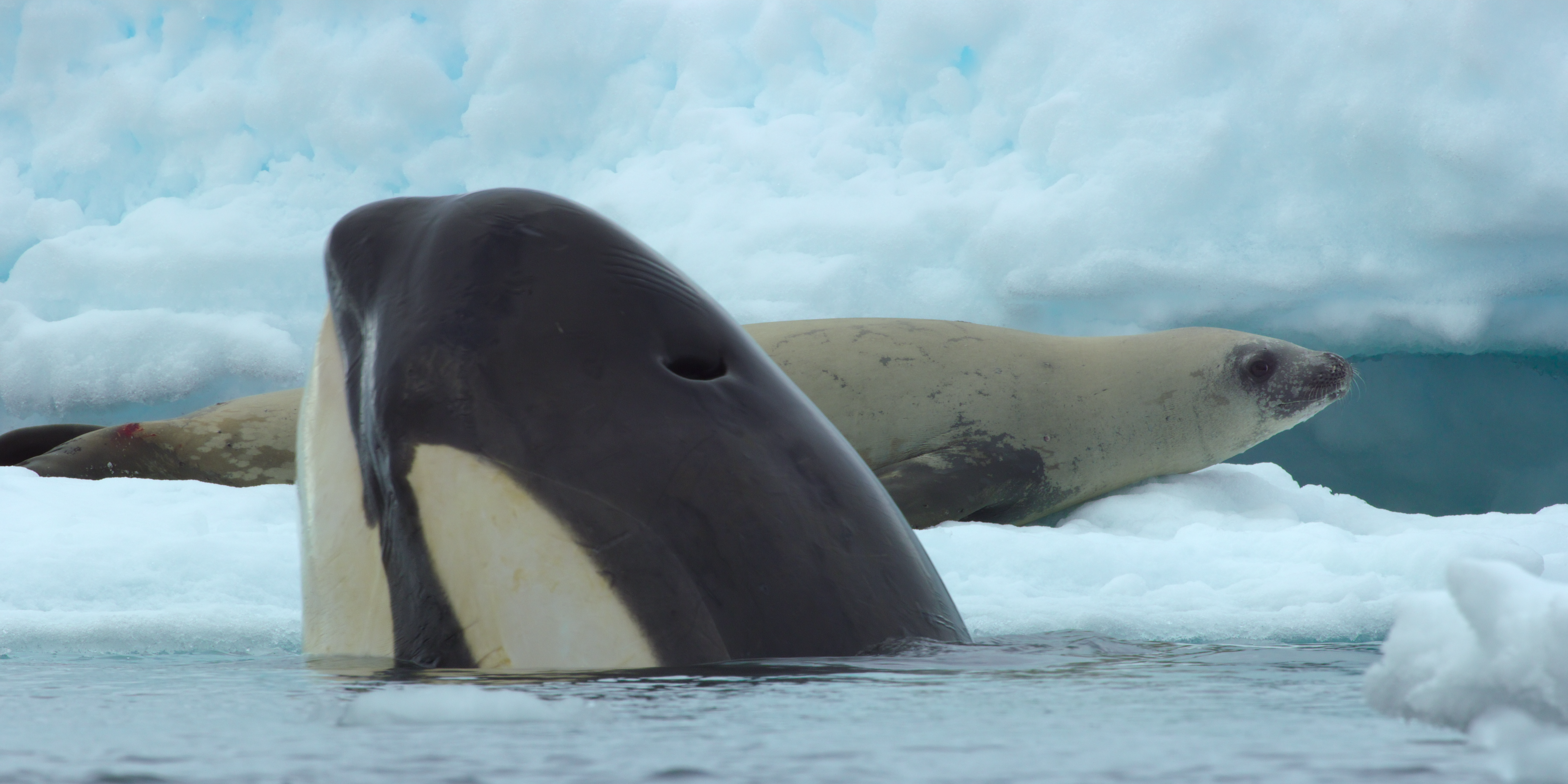 James Honeyborne y Jonathan Smith hablan sobre su nueva docuserie de Netflix, Our Oceans, que abarca todo el mundo