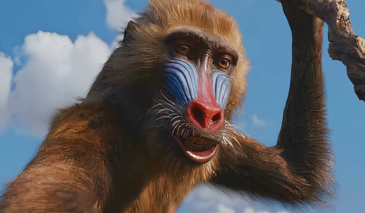 Rei Leao Simba Rafiki Tshidi Manye, Longstanding Rafiki Of 'The Lion