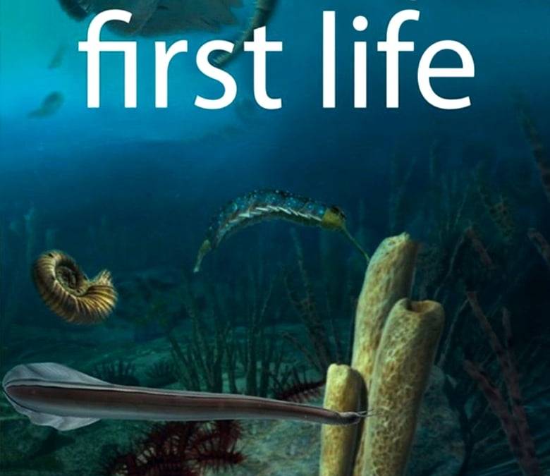 First Life Summary, Trailer, Season List, Cast, Where to Watch and More