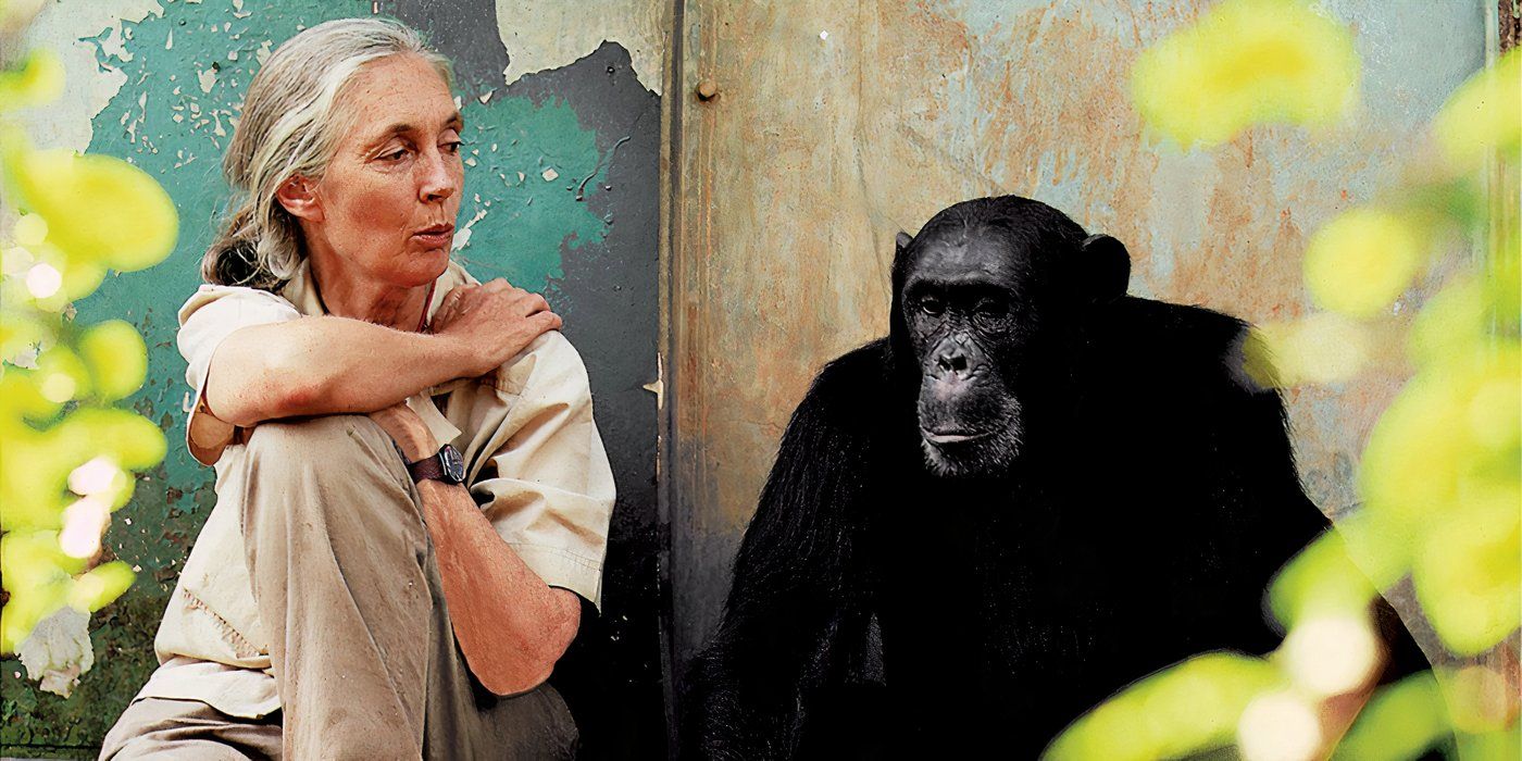 Umrla svetovno znana primatologinja Jane Goodall pri 91 letih
