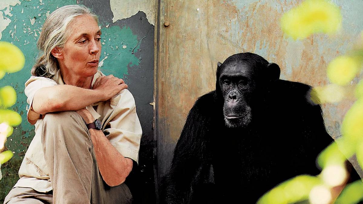 Famous Primatologist Jane Goodall Dies At 91 Famous Primatologist Jane Goodall Dies At 91