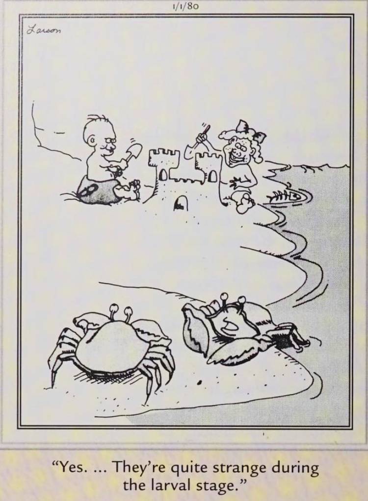 Far Side, January 1, 1980, crabs look at human children and think they look strange