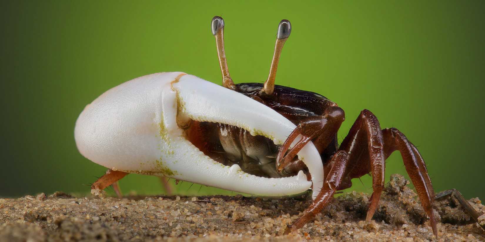 A Real Bug’s Life Season 2 Producers Talk Bugs That "Run So Fast They ...