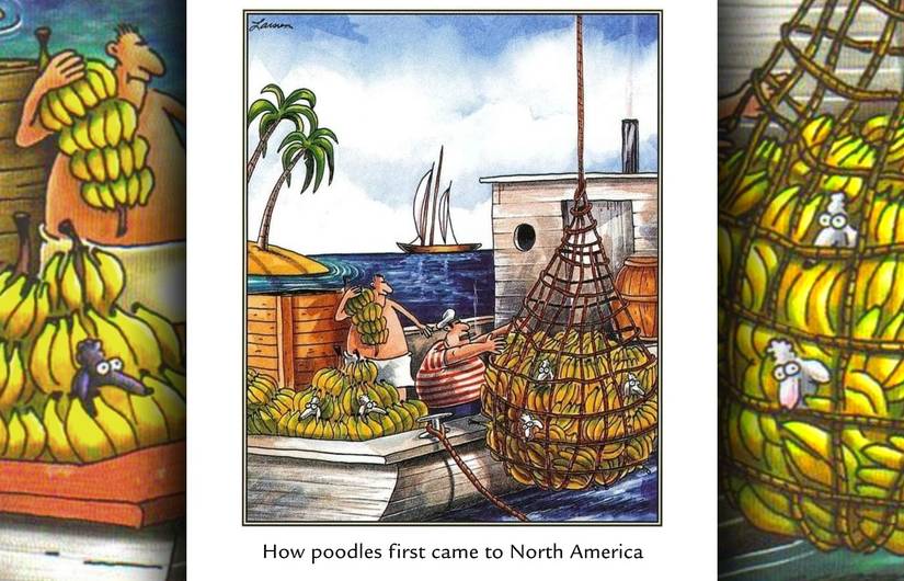 far side poodles and bananas comic