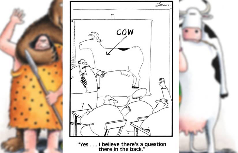 far side cow question