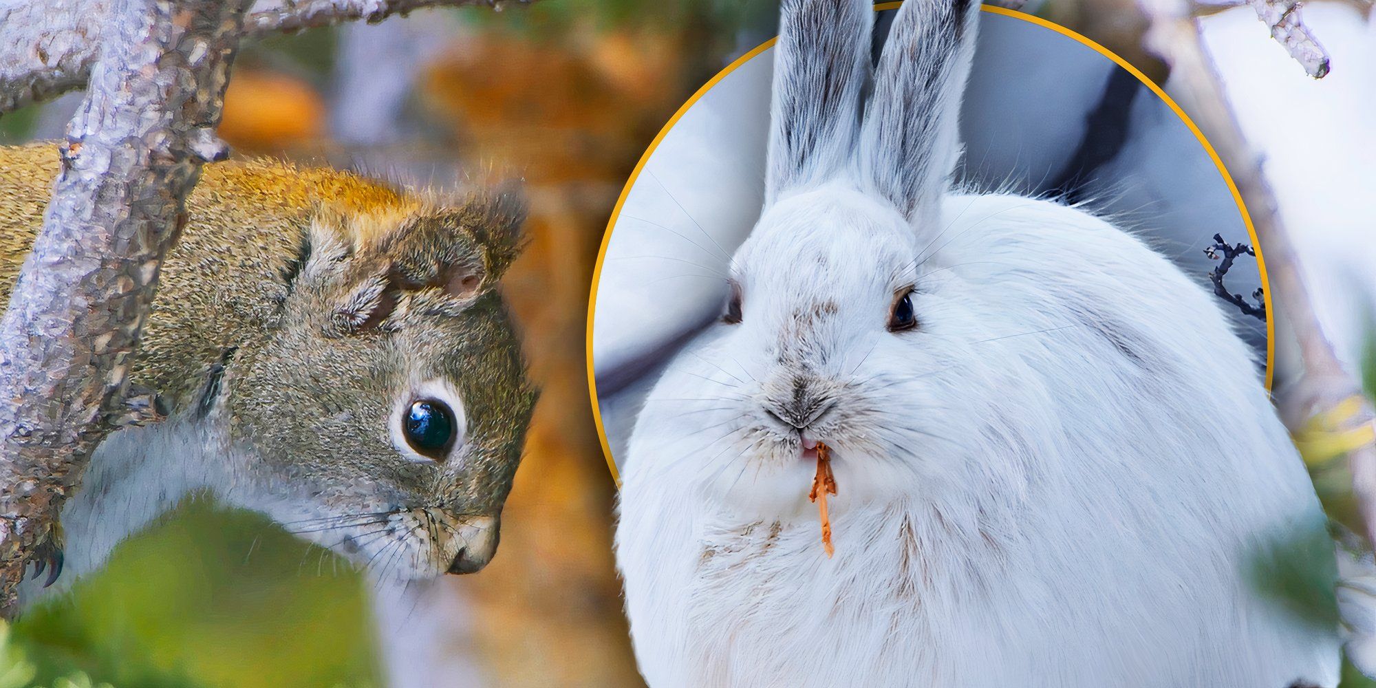 Tom Hanks Narrates The Life Of A Bunny In Nature Docuseries The Americas Episode 5 Clip