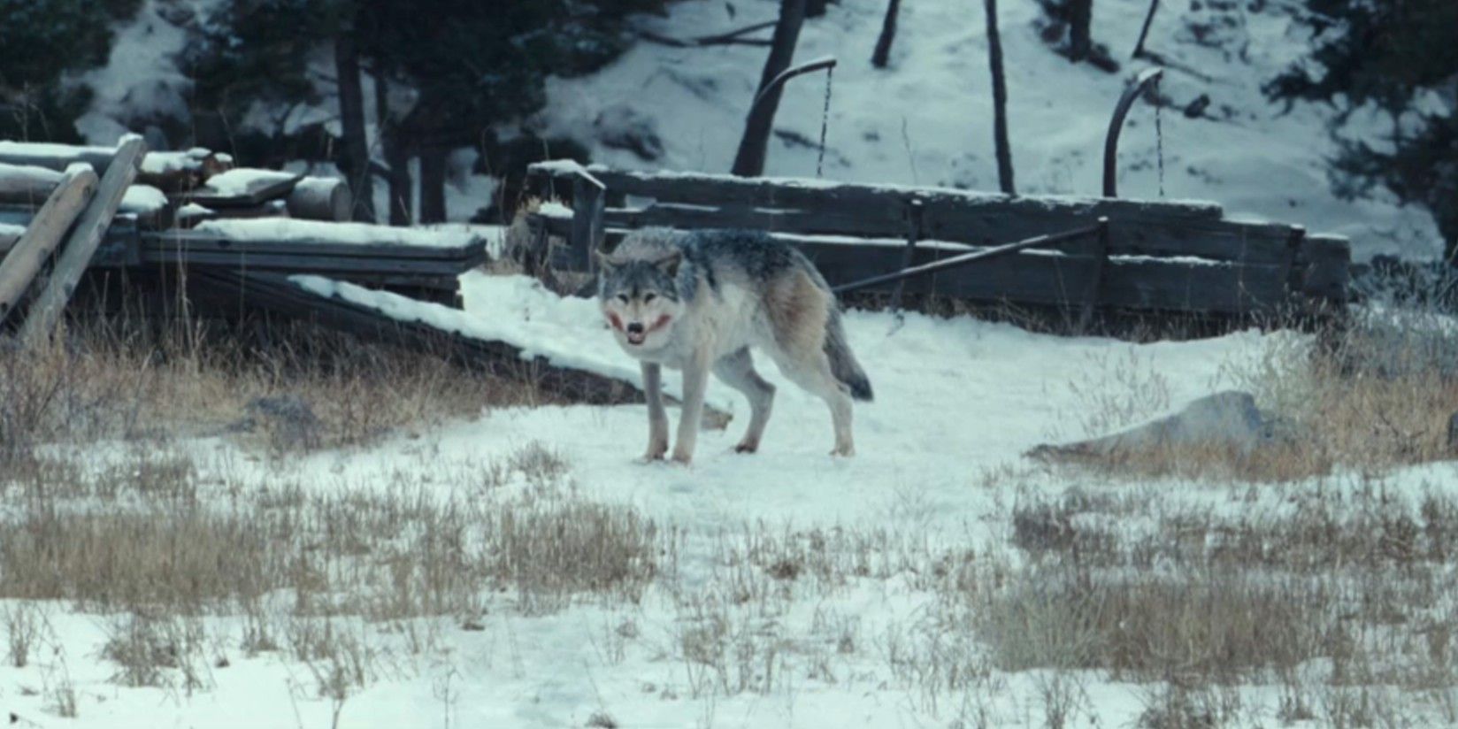 A rabid wolf with blood on its cheeks in 1923 season 2, episode 2