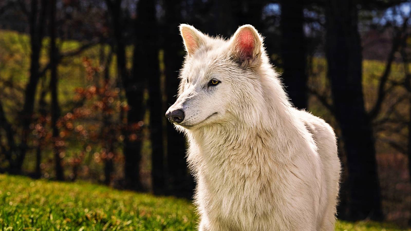 Dile Wolves Dire Wolves Have Been Brought Back From Extinction In Unprecedented ...