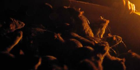 Nosferatu Summary, Trailer, Cast, Where to Watch and More