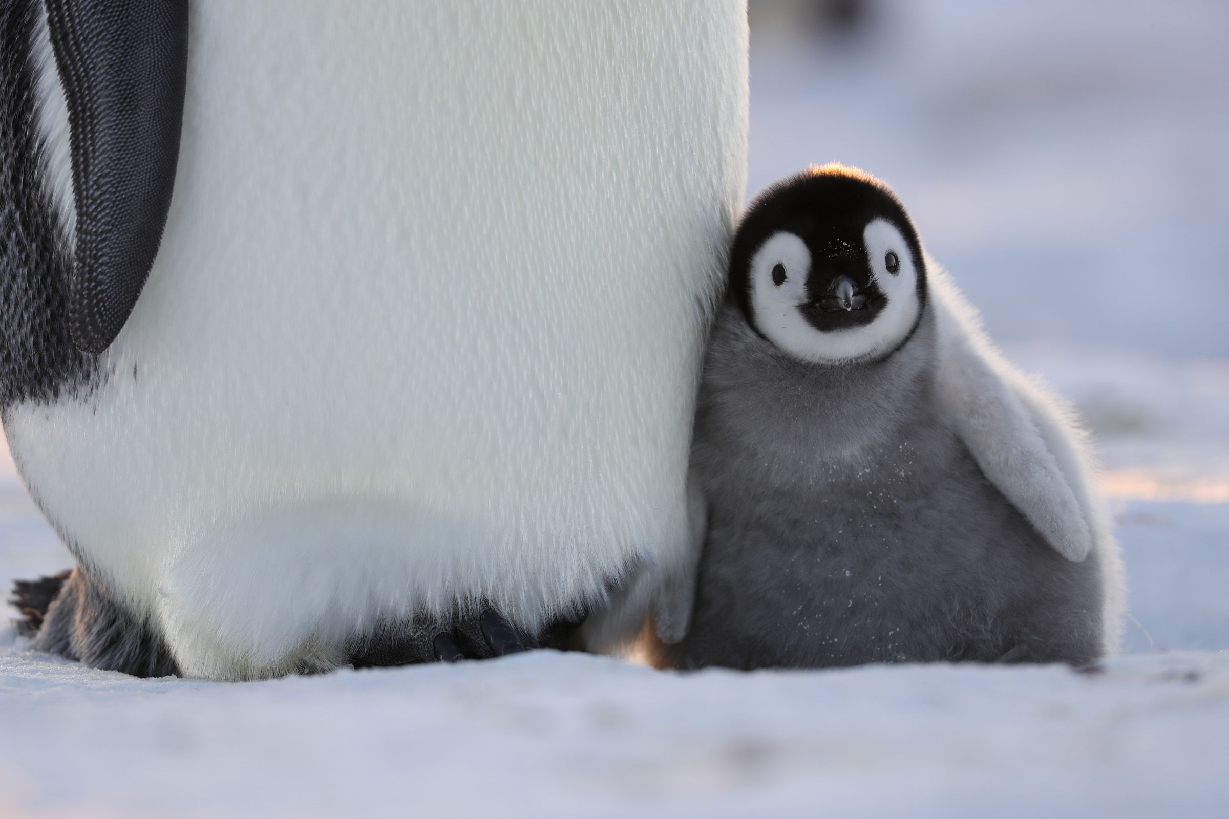 National Geographic Asciugamano Con Pinguino - 140x70 Cm, In Cotone E Poliestere Riciclato