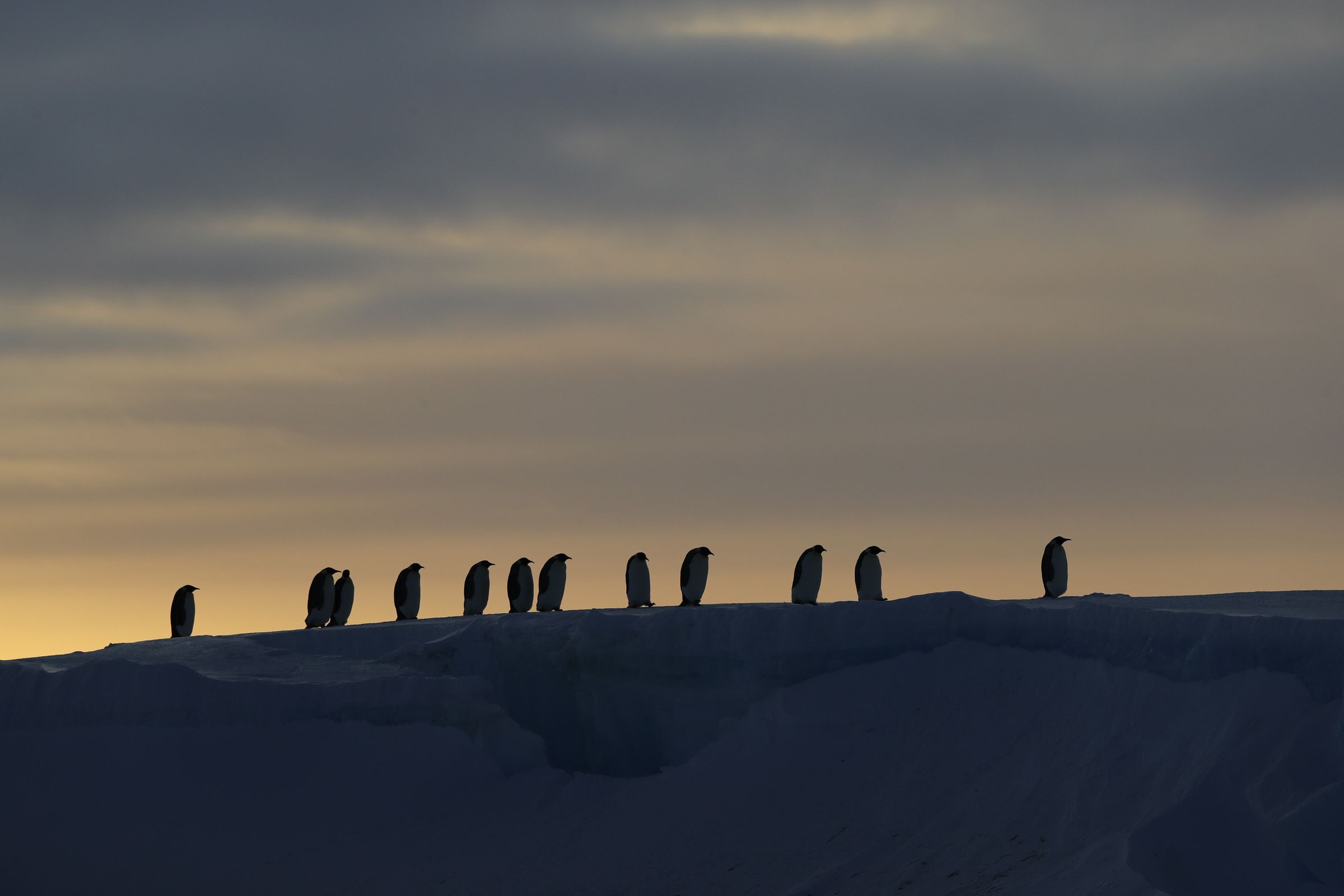 Secrets Behind the Penguins: Bertie Gregory Reveals the Scenes—and Tech ...