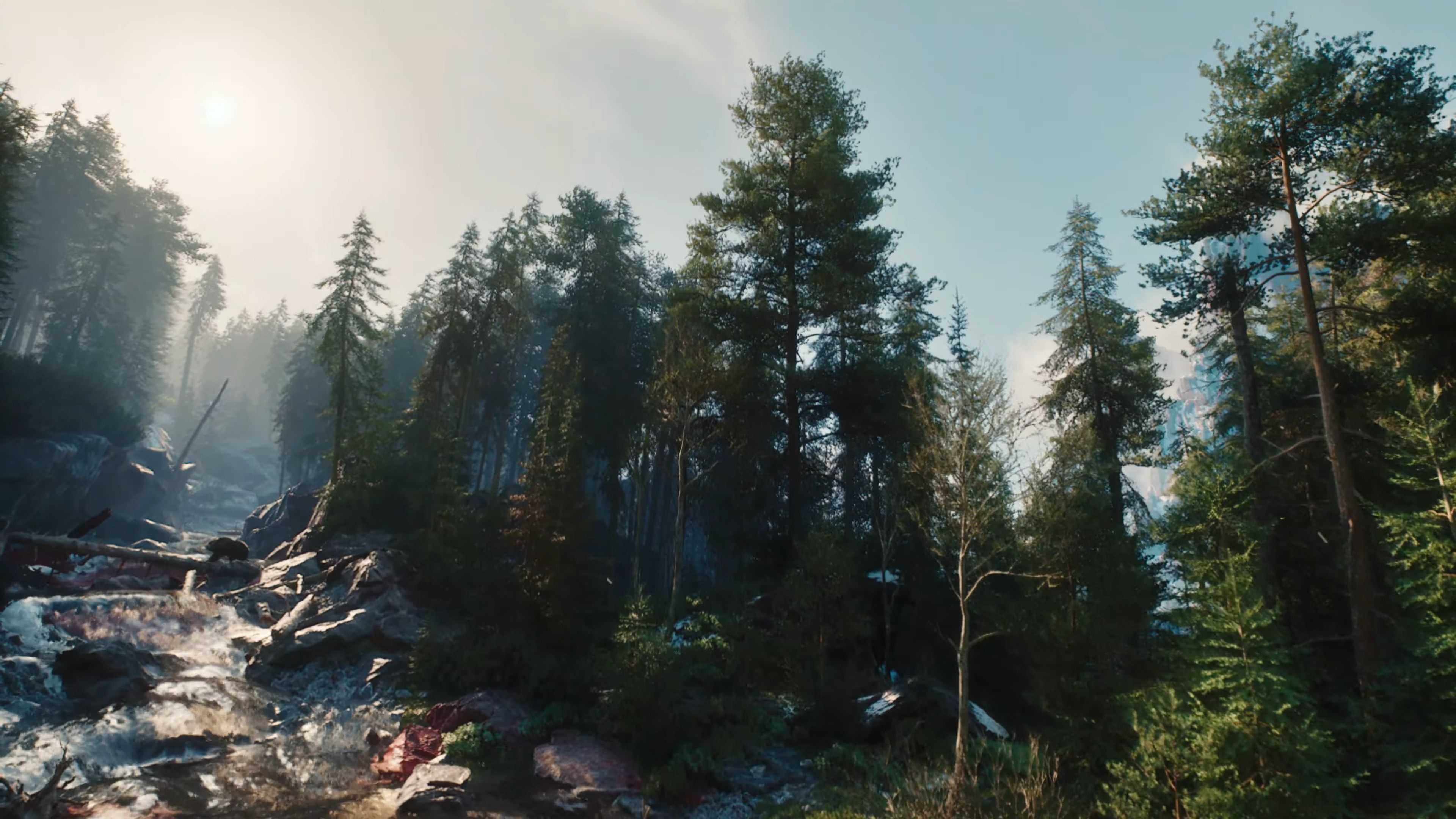 A dense forest in a screenshot from The Witcher 4.