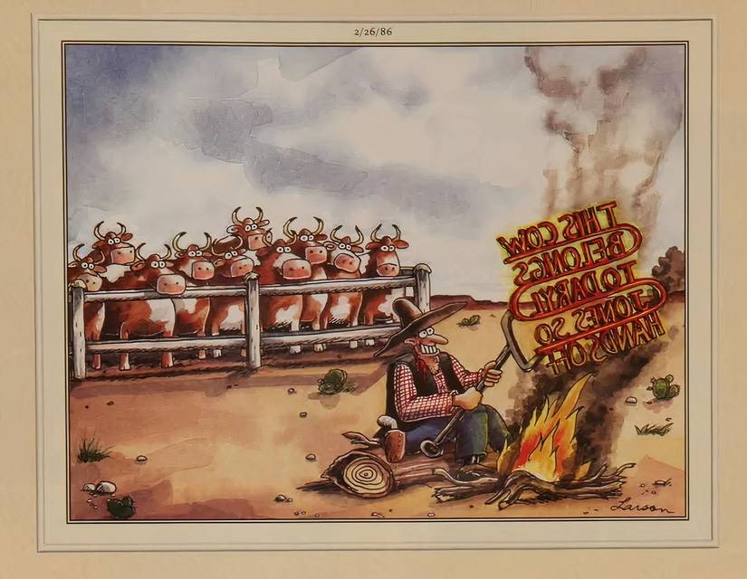 Far Side Cattle Seeing a Cowboy's Long Branding
