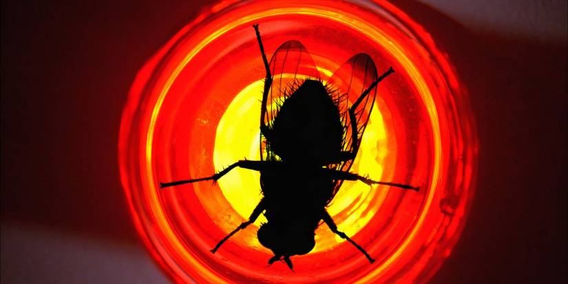 Uma mosca pousou em uma lâmpada no episódio "Fly" de Breaking Bad