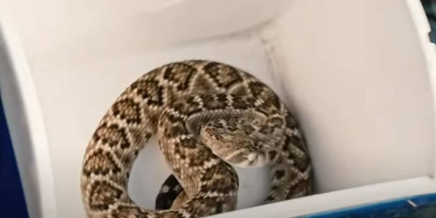 Yellowstone Rattlesnake snake in a cooler