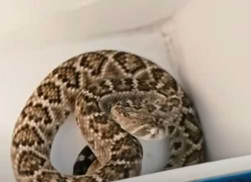 Yellowstone Rattlesnake snake in a cooler