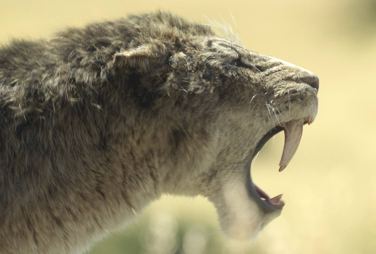 Scimitar Toothed Cats Star In Images From The Return Of Apple TV+'s  Prehistoric Planet, image size:1600x1080
